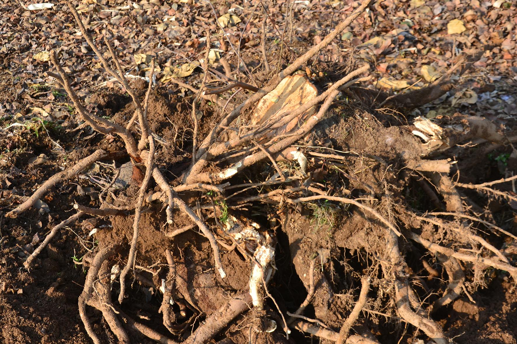 秋施基肥能否不挖坑,苹果树用什么土种植好