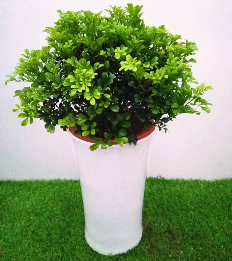 养米兰花的技巧与方法,怎样养护才能让米兰枝繁叶茂