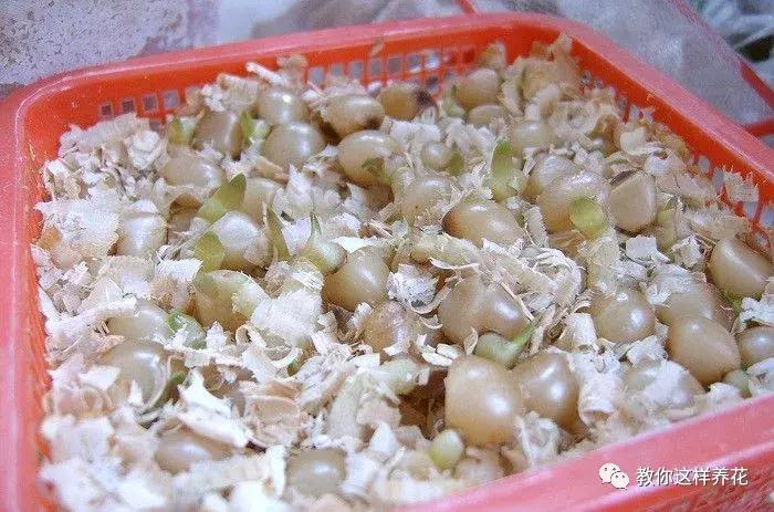 君子兰开花后变成三个头了咋养,君子兰怎样才能结子