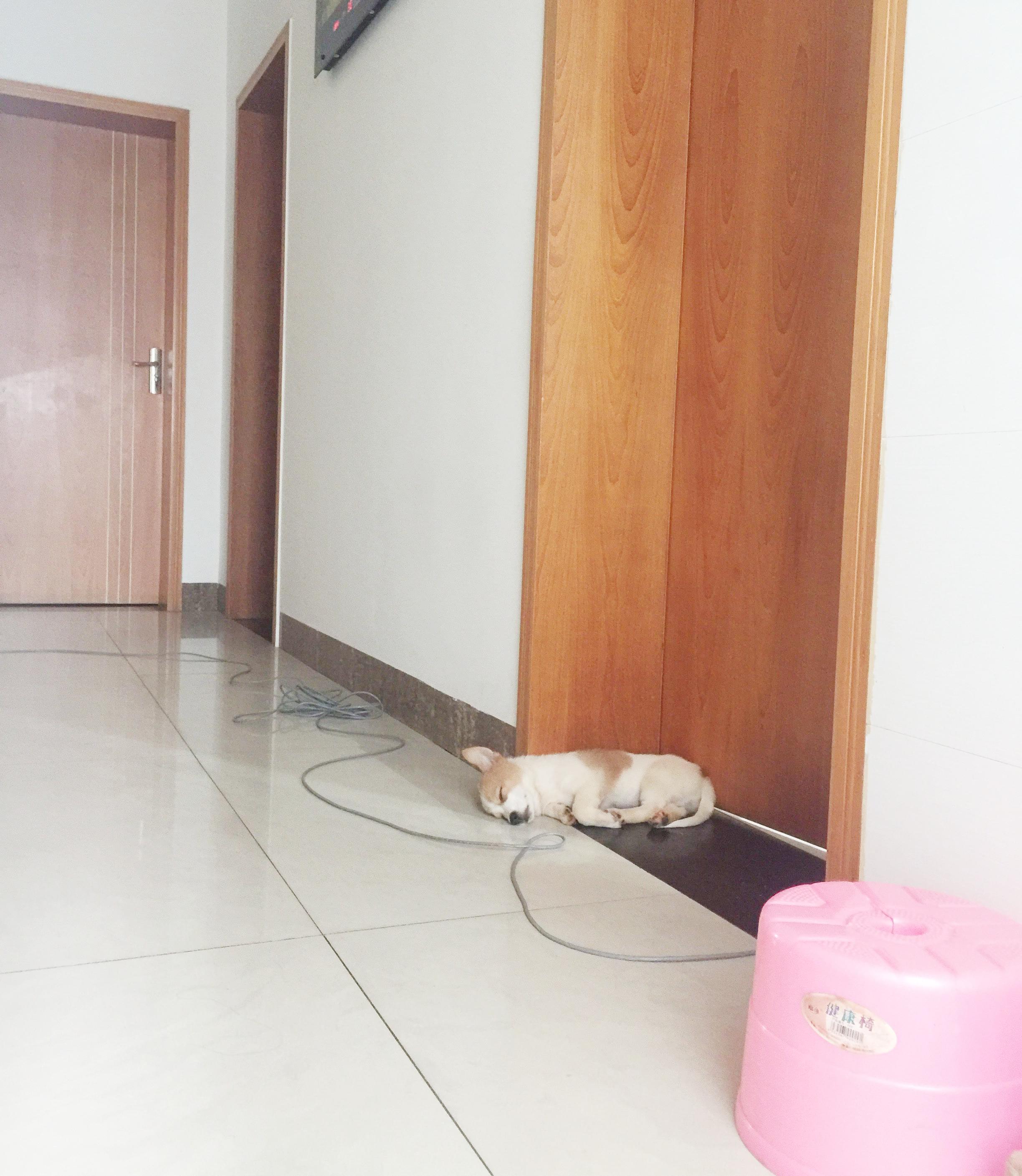 养一只很乖的狗是什么体验,养一只聪明的狗是什么体验