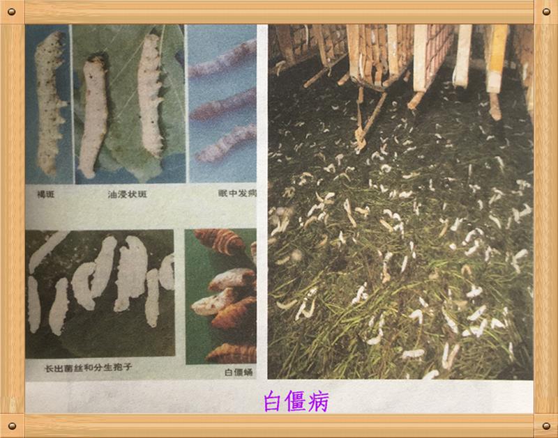 养蚕蚕虫病怎么治,养蚕病害