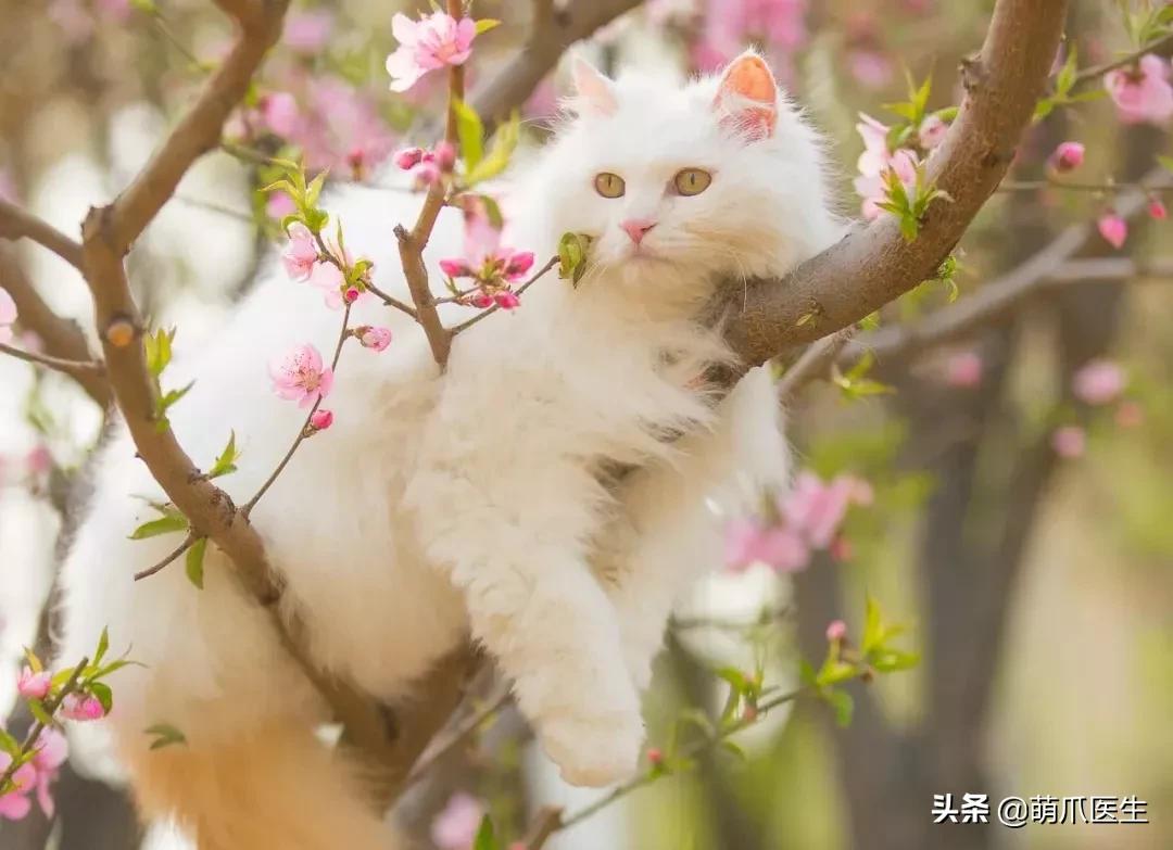 中华田园猫就是叫土猫？论给猫起名，古人可比我们强多了