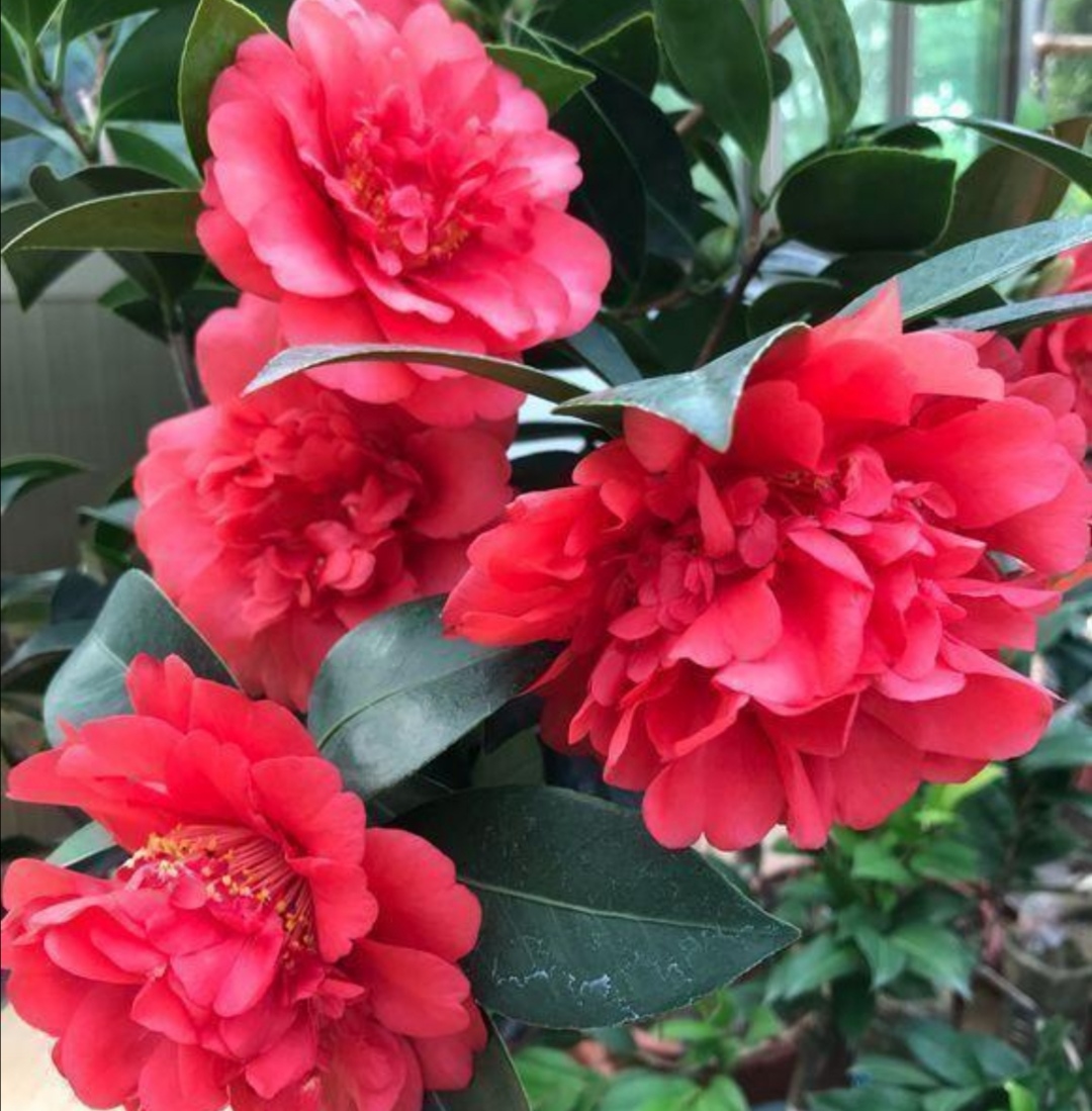 冬季茉莉盆栽叶片变黄是什么原因,栀子茉莉花黄叶掉花什么原因