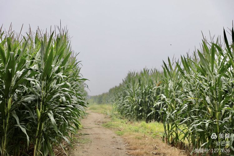 末伏偃师怀旧行，访古春秋时期滑国故城，探幽西天取经唐僧寺