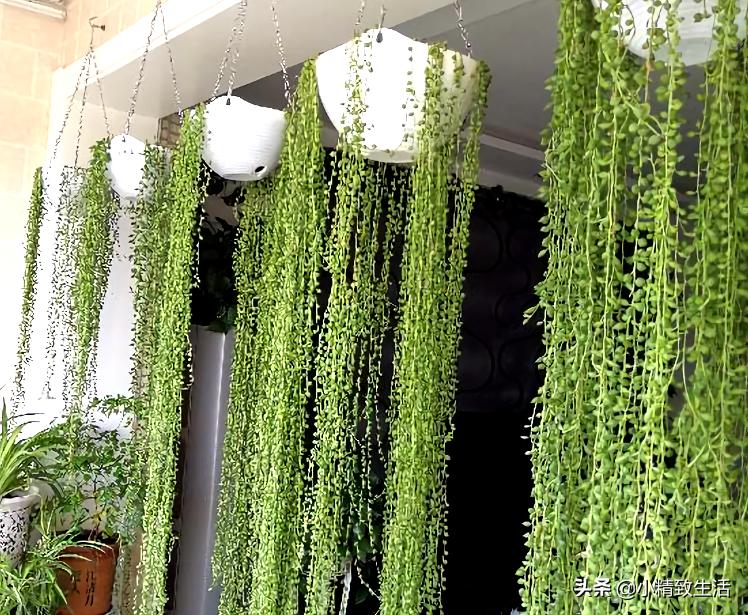 适合阳台养的10种多肉,多肉植物悬挂盆栽