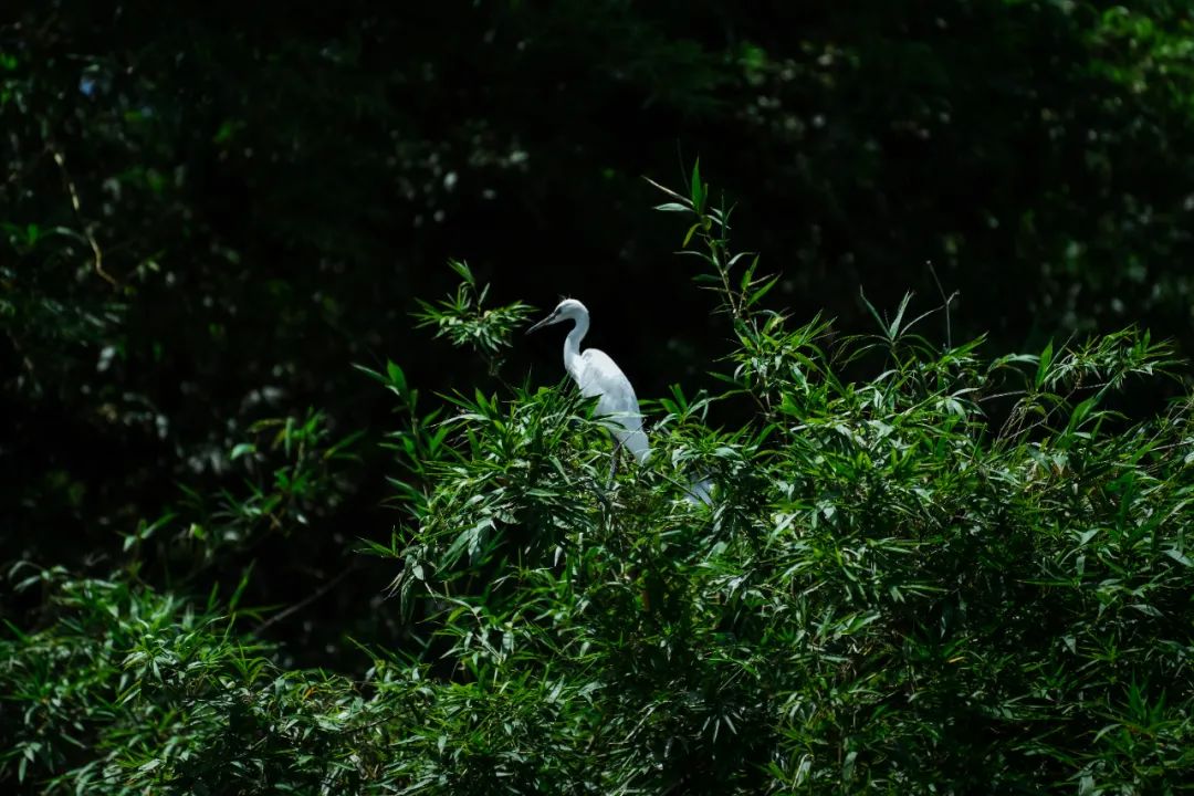 吴彦祖拍的劲爆电影,吴彦祖最新片
