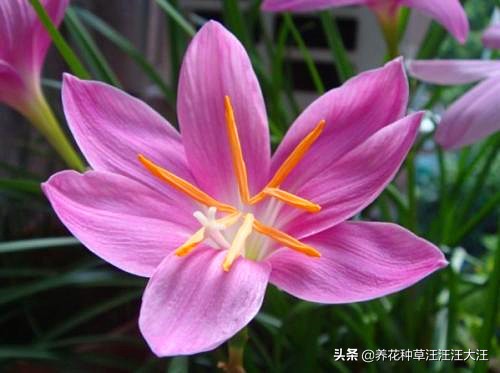 风雨兰叶子枯死怎么办,风雨兰黄叶烂叶怎么补救