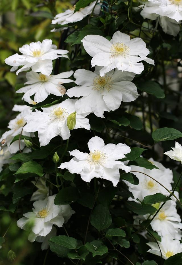 被名字耽误的8种花材,被名字耽误的花