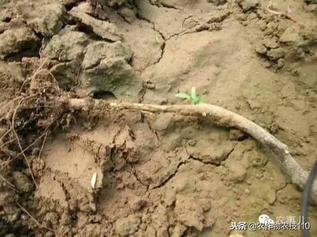 种茄子的六个步骤简短文字,种茄子的基本知识