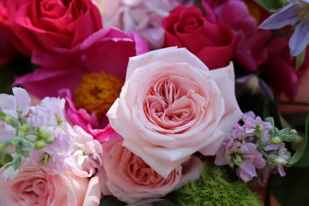 香槟玫瑰花语是什么,十一朵粉色玫瑰花语