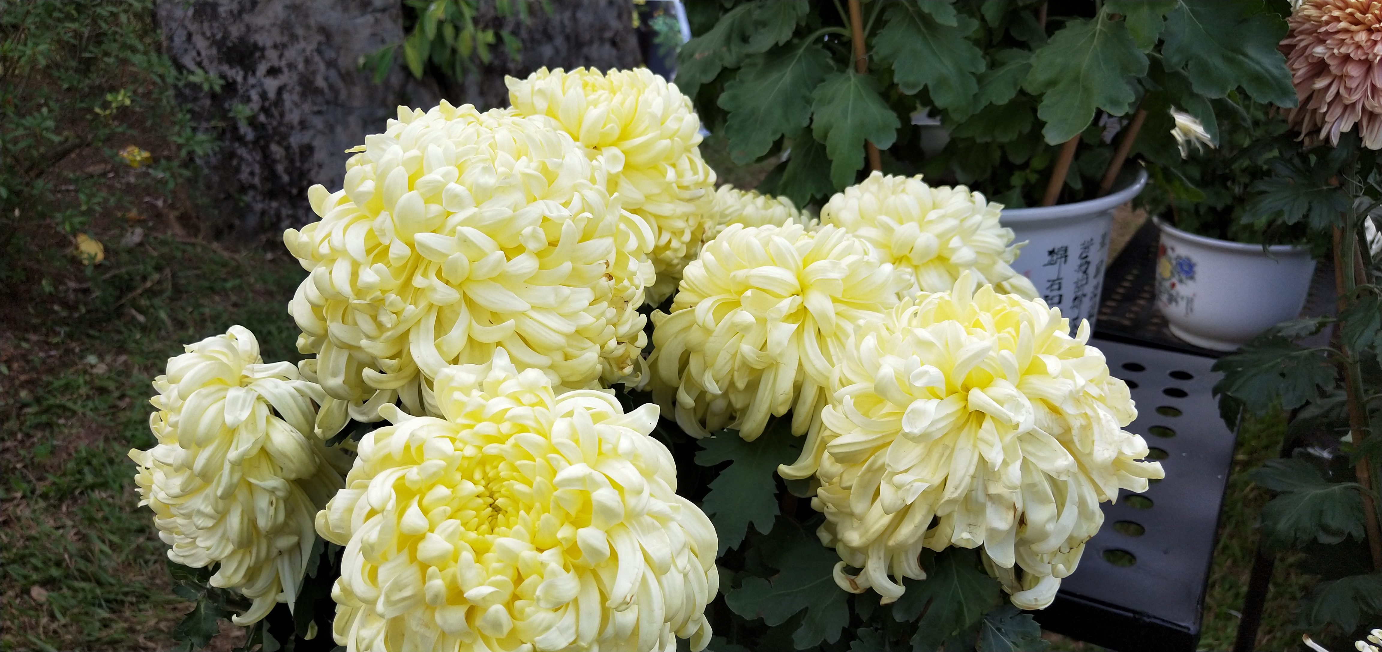 东湖公园菊花花展时间2021,深圳东湖荷节花展