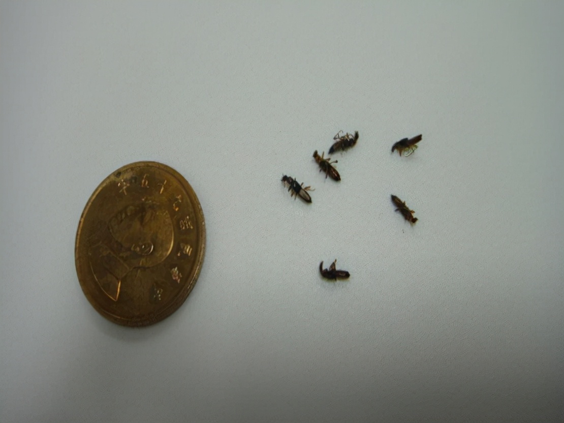 被隐翅虫毒液沾到涂什么药膏,被隐翅虫咬伤特效药