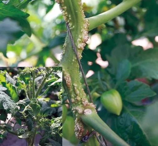 番茄萎蔫打什么药治疗,番茄植株萎蔫的原因与对症防治