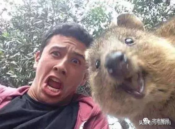 这些动物小时候太可爱简直萌化了,世界十大最受欢迎的动物