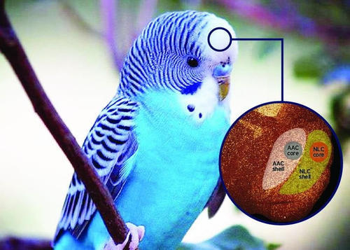 为什么鹦鹉能模仿人说话,鹦鹉为什么能像狗一样