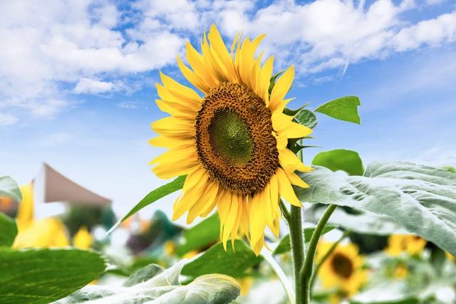 广东适合情侣旅游景点推荐,适合情侣旅游的广东景点