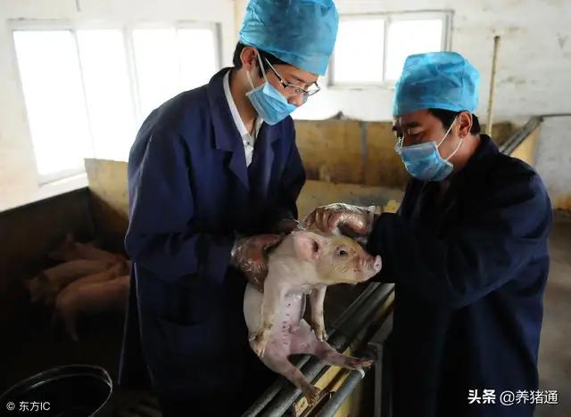 猪出现不吃打针不管用,猪不吃食怎么办打什么药