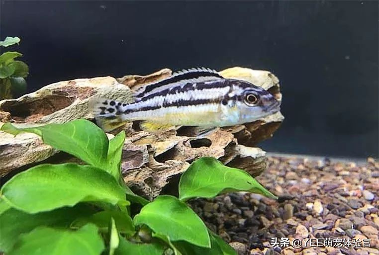 非洲凤凰:马湖小杂鲷,贪吃好斗价格低,一心只想做缸霸