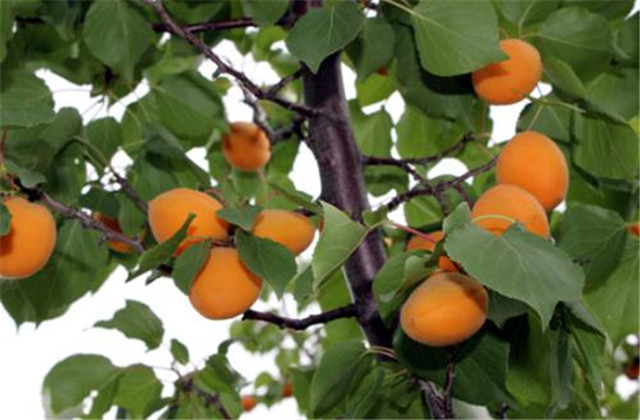 杏高效种植技术与病虫害防治图谱,杏树怎么防治杏褐斑病