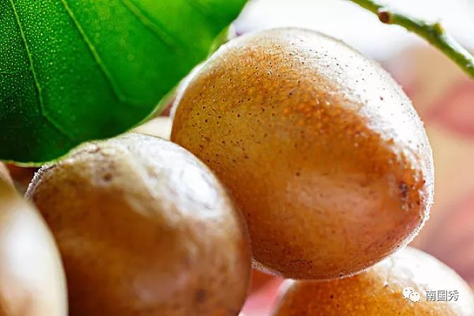 海口特产水果有哪些,海南海口特产必买有哪些