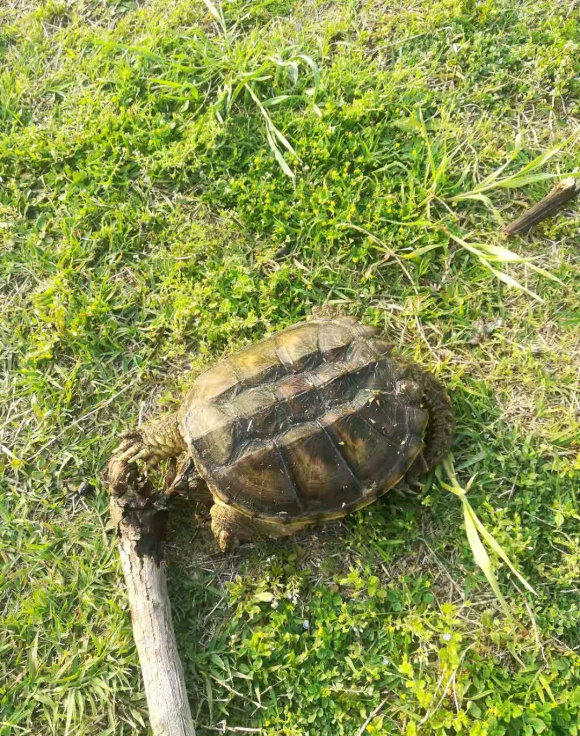 江苏钓鱼人河边发现大龟,追出十几米将其掀翻,网友:吃了它