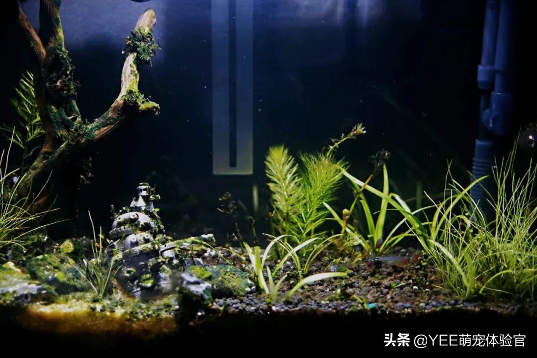 鱼缸爆褐藻怎么能变成绿藻,鱼缸爆绿藻对鱼有危害么