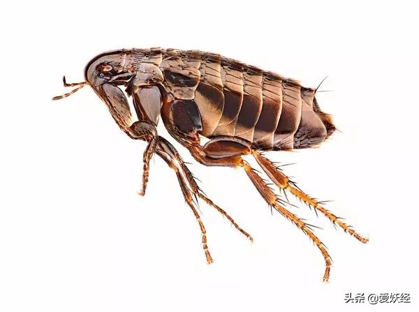 别说老狐狸不宠粉，你们要的猫用驱虫药测评！来喽