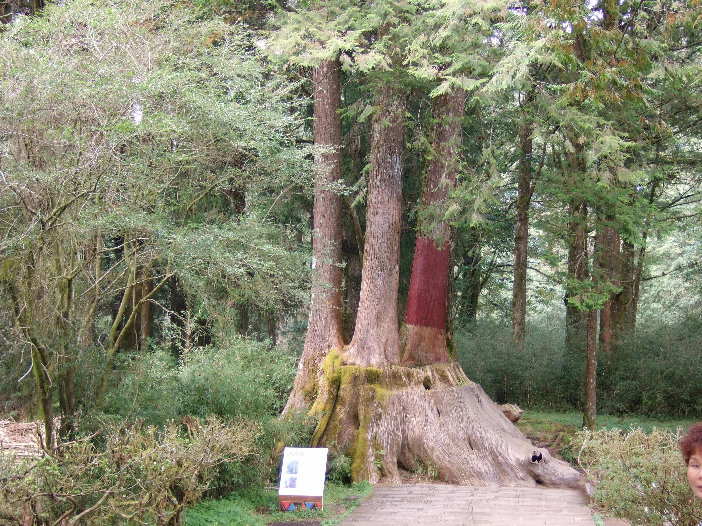阿里山美丽动人的传说,阿里山的风光美如画