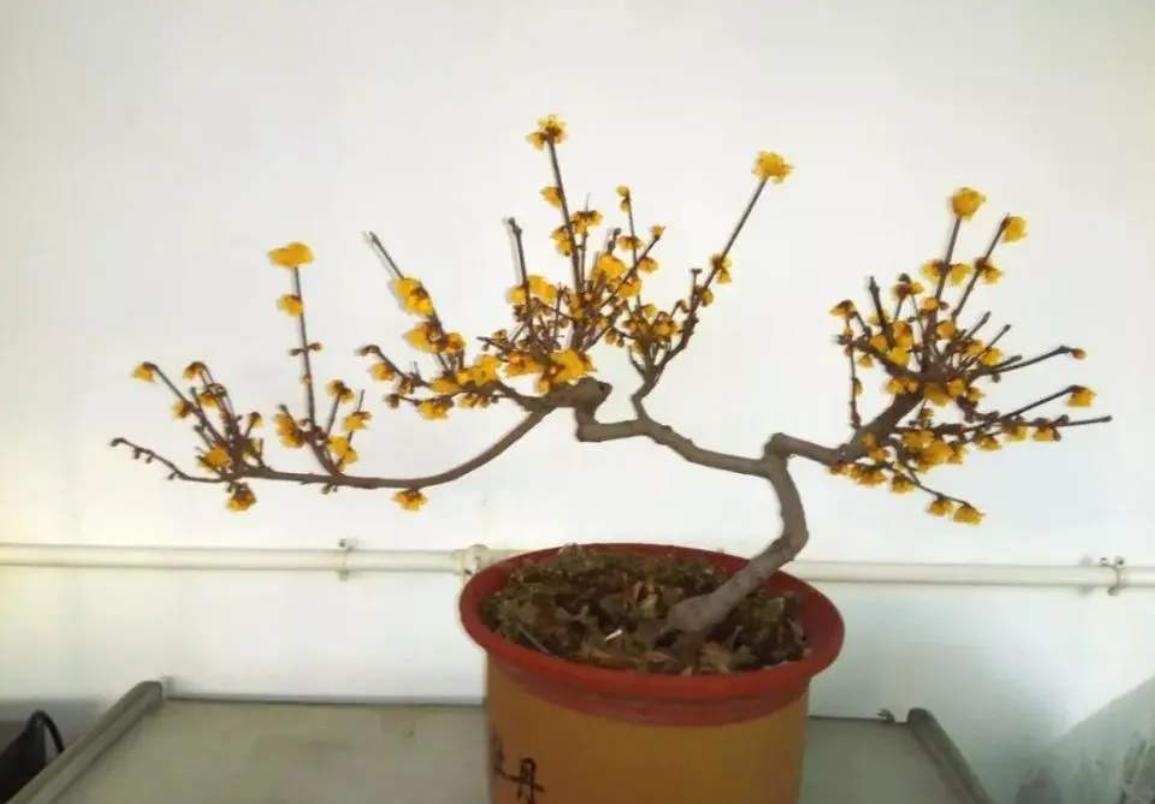 7种花很耐冻冬天也能开花,能消暑的5种花家里养一盆凉飕飕