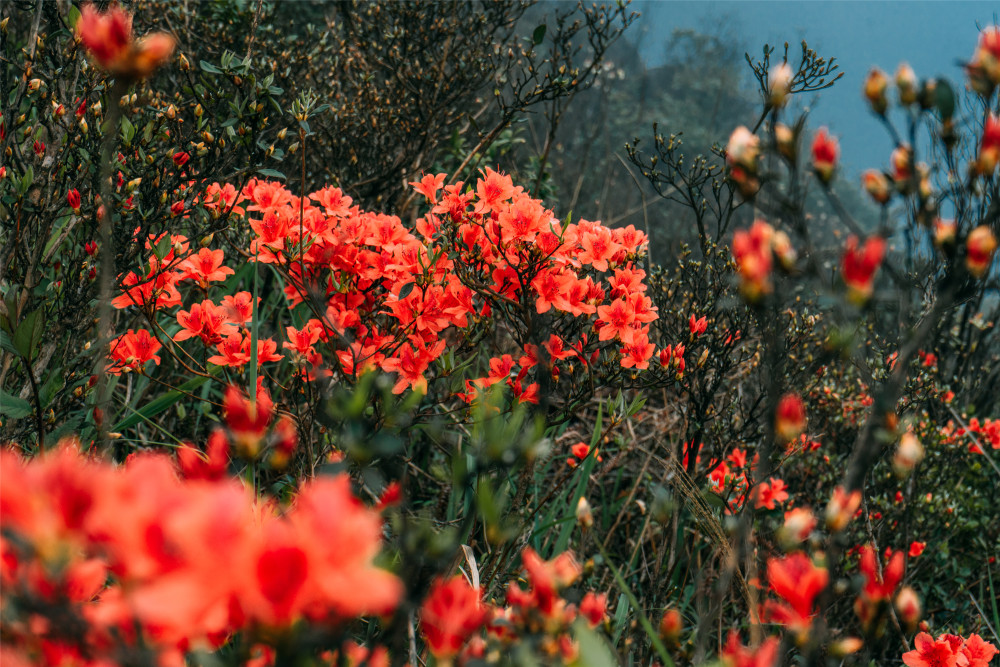 深圳短途自驾游推荐,深圳自驾游出游好去处推荐