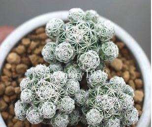 101仙人球,101个仙人球品种