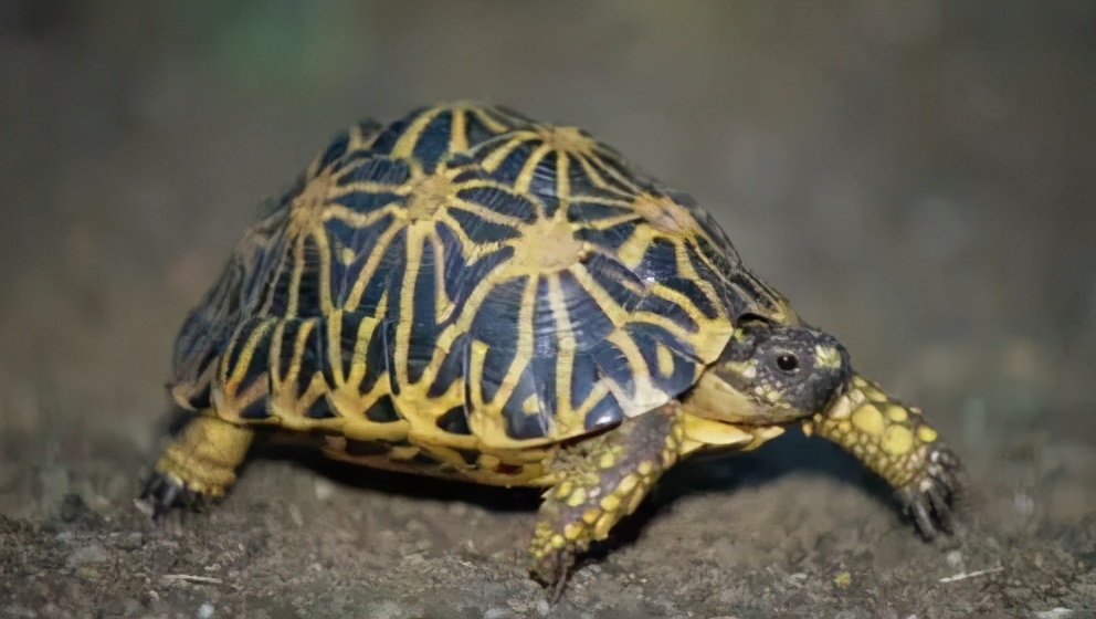 龟类大百科,大眼睛龟类