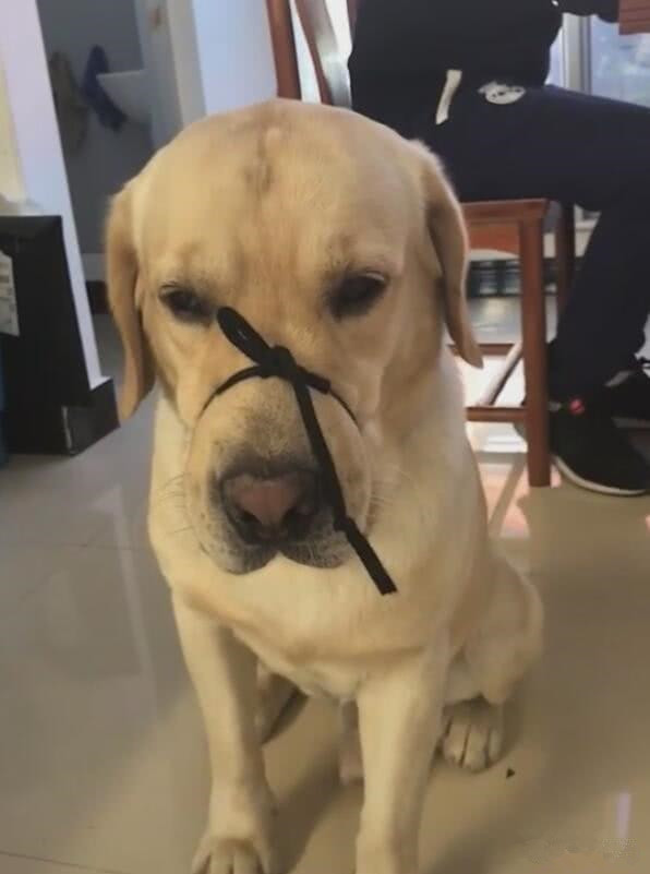 狗子半夜突然朝门外叫,半夜狗叫扰民不知道谁家狗怎么办