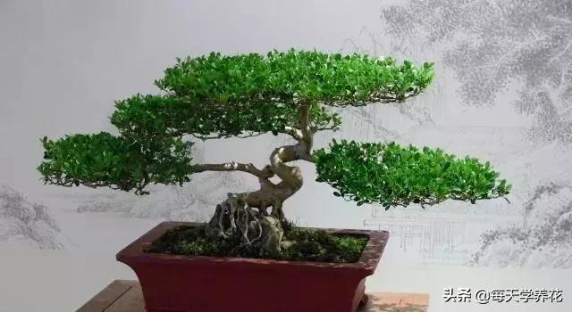 盆景黄杨摘心怎样摘,黄杨树枝条太密修剪