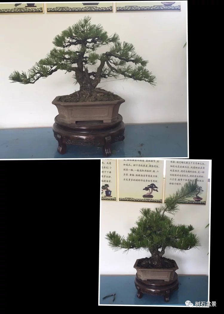 杨派盆景传承人,杨派盆景非遗传承人