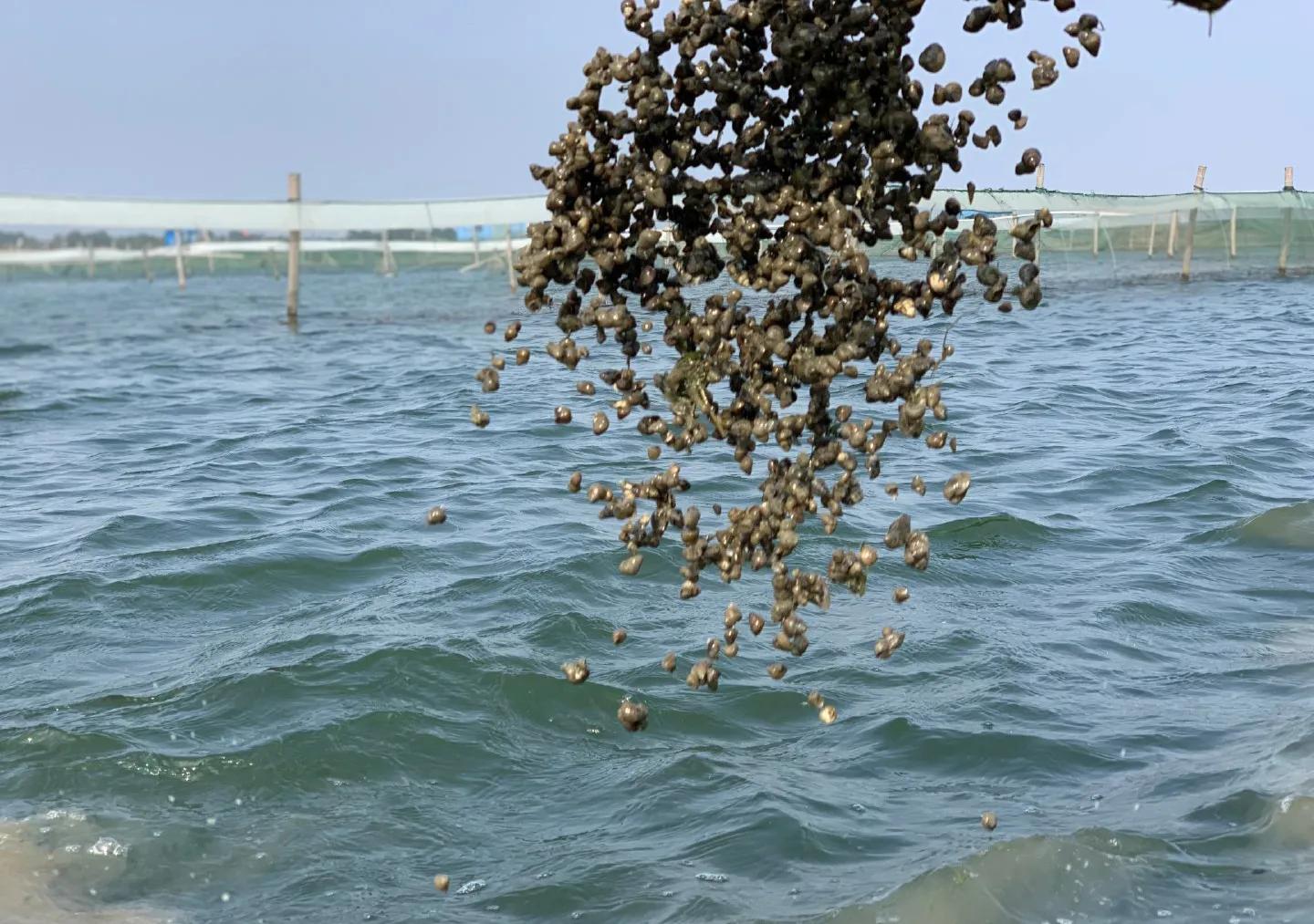 小龙虾养殖骗局大揭秘,科普小龙虾养殖