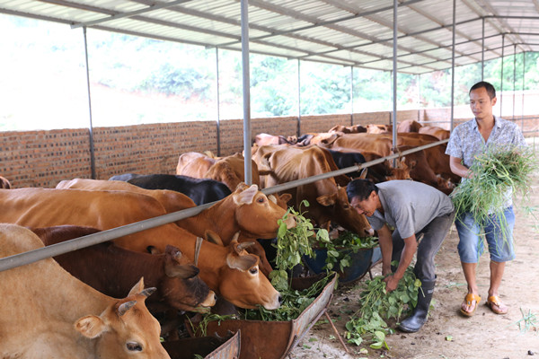 养牛到底辛不辛苦,柑橘果园养牛好吗