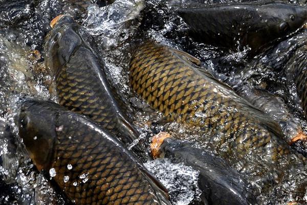 生态养殖鲤鱼怎么养,水库鲤鱼的养殖技术与管理