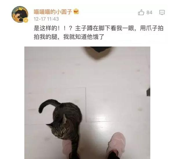 猫咪太聪明严重影响铲屎官脱单啊,猫咪所有的活力都留给了铲屎官