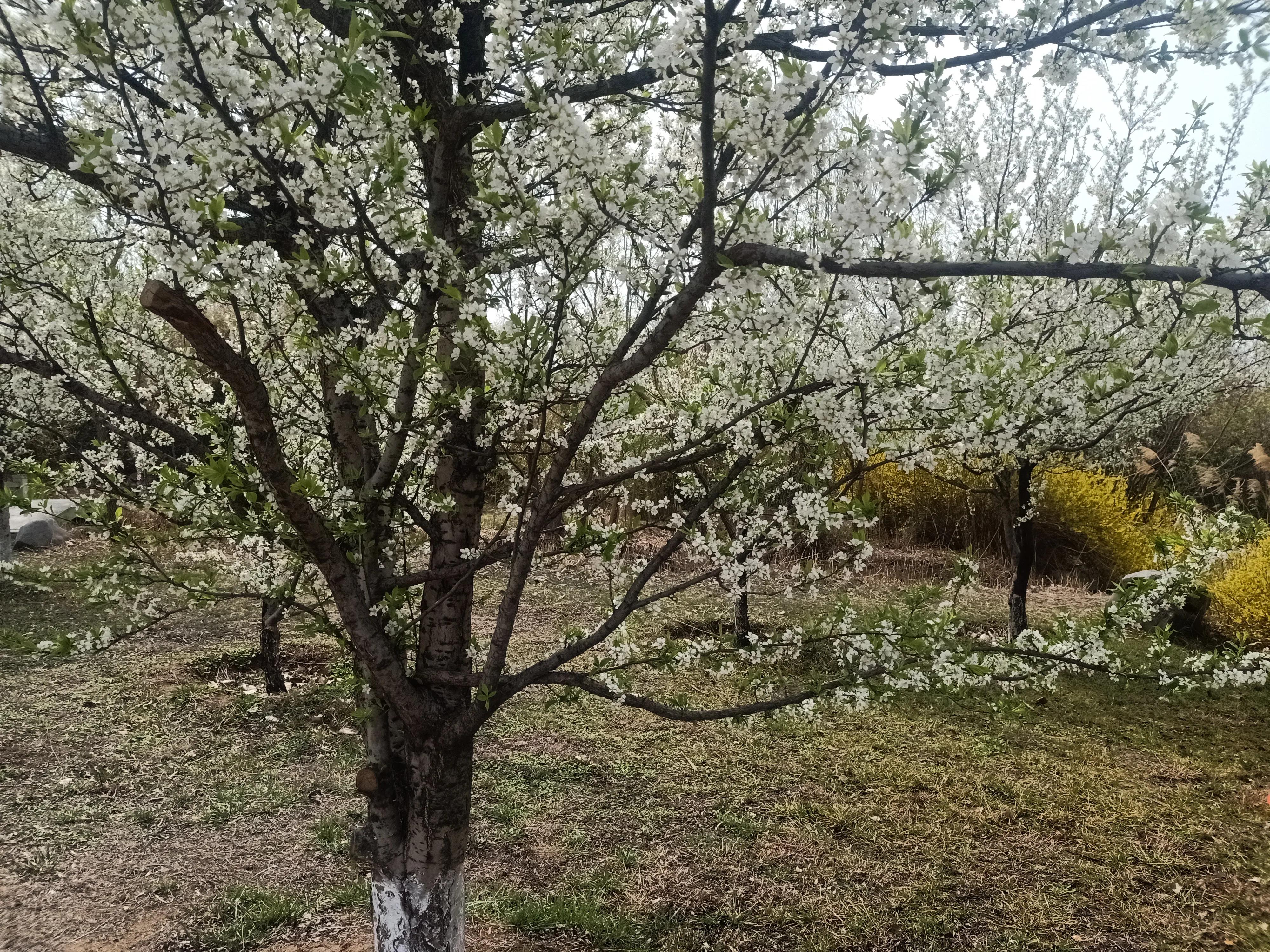 别人家的学校全集,别人家的学校风景