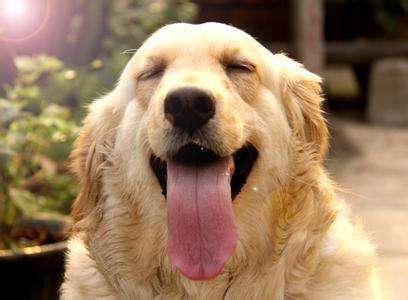 家里养金毛会臭吗,家里养金毛一点都不老怎么办