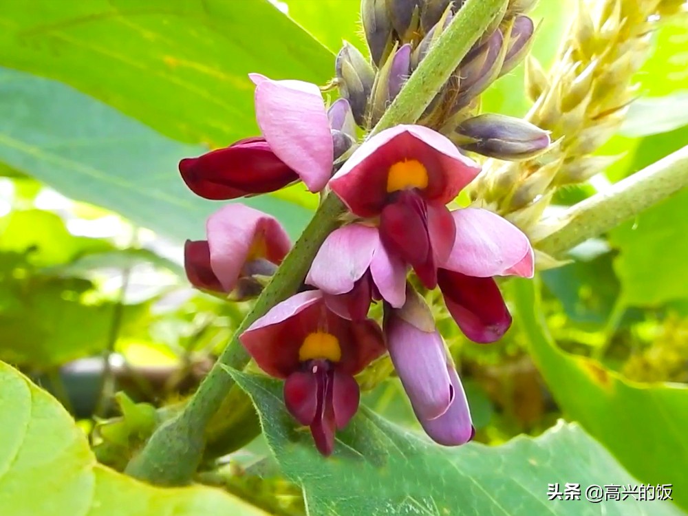 葛根在美国食用,葛根在美国泛滥成灾