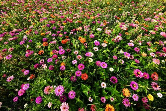 鍏嬩緷榛戠伀鎶婅妭绡濈伀鏅氫細,鍏嬩緷榛戠伀鎶婅妭鐜板満鐩存挱