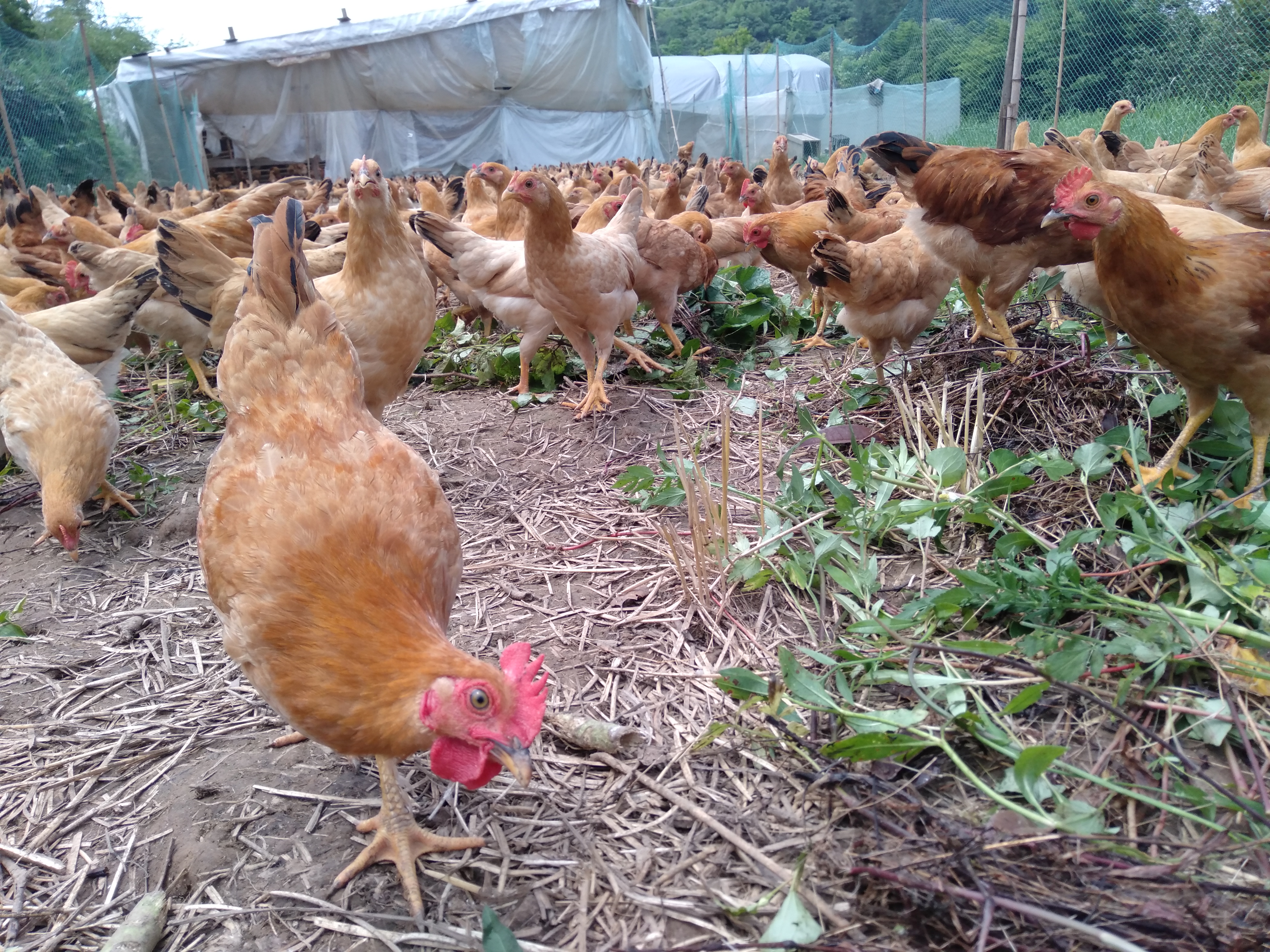 散养土鸡能赔钱吗,土鸡放养就是土鸡吗