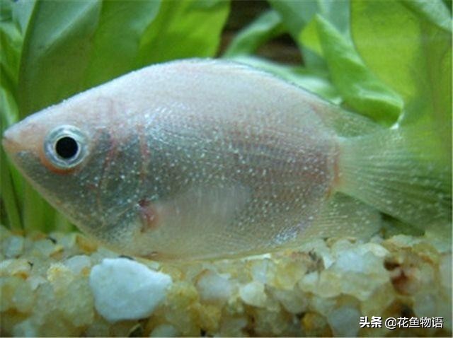 观赏鱼预防鱼病下什么药好,观赏鱼鱼病介绍及用药方法