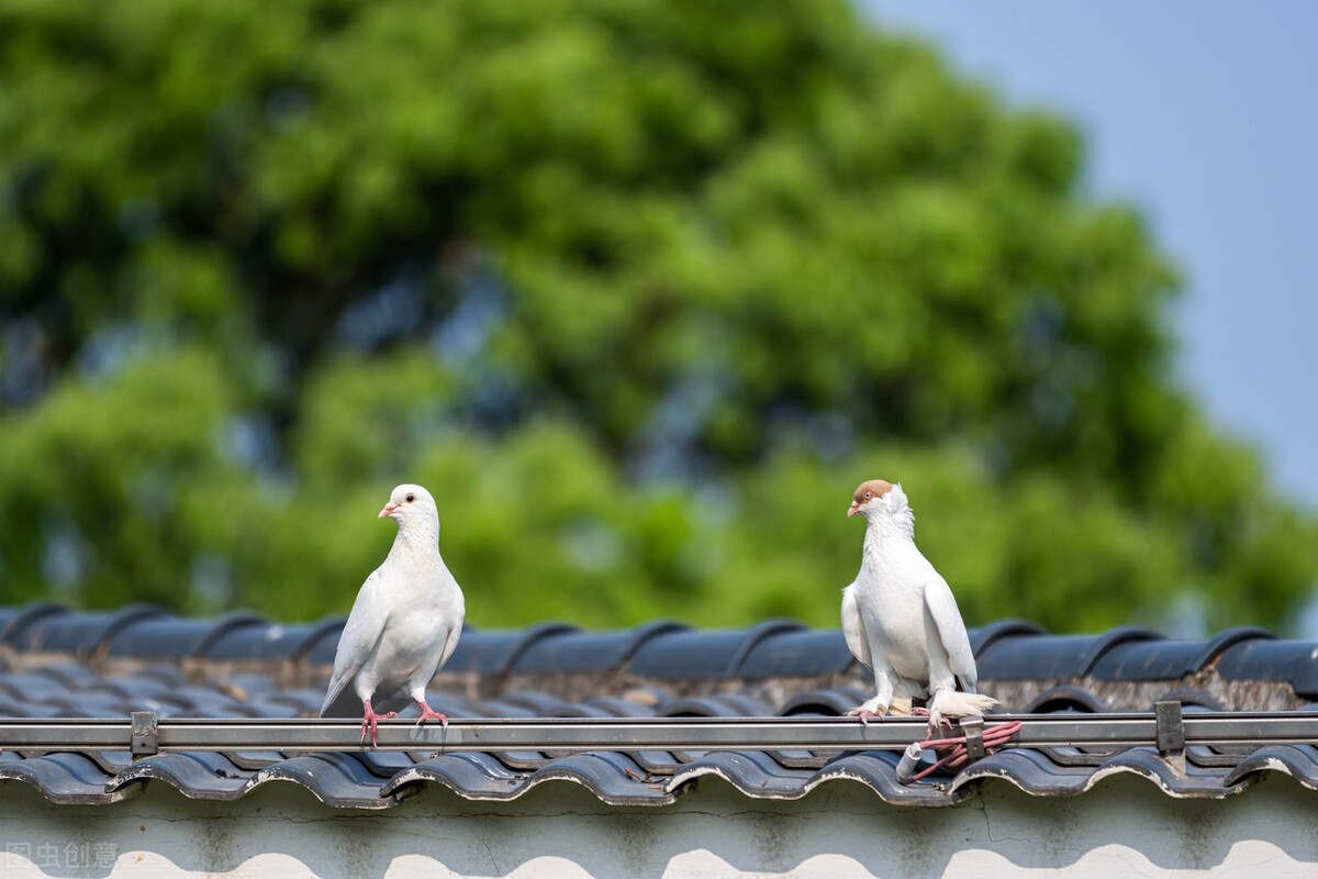 全棚鸽子单眼伤风怎么处理,养鸽子单眼伤风怎么治