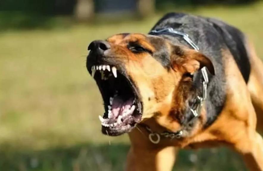 古代硬核的狂犬病治疗方式：烙铁直接烫伤口！这样的方法有用吗？