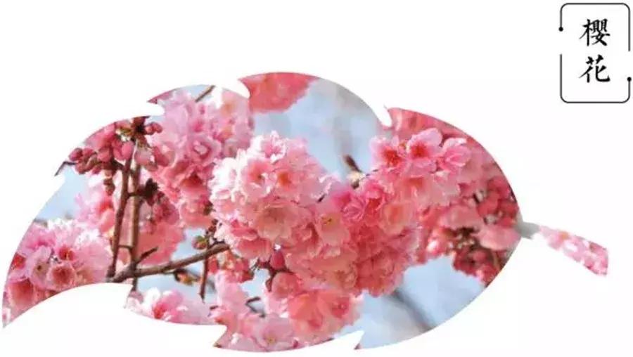 鑻忓窞鐪嬫ū鑺辩殑閰掑簵,鑻忓窞鐪嬫ū鑺变綇鍝釜閰掑簵