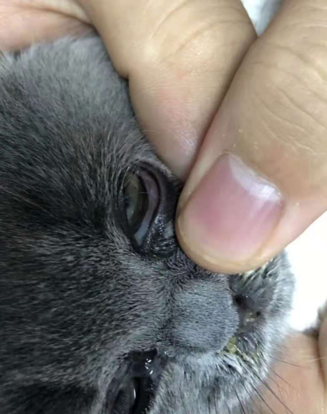 猫感冒鼻支炎,猫感冒和猫鼻支有什么区别