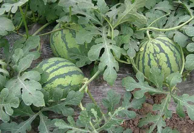 西瓜蚜虫防治最佳药剂,西瓜的蚜虫打不死用什么农药